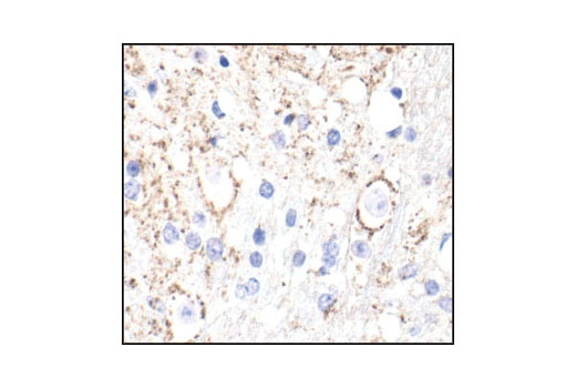 Immunohistochemical analysis of paraffin-embedded mouse brain, using α/β-Synuclein (Syn205) Mouse mAb.