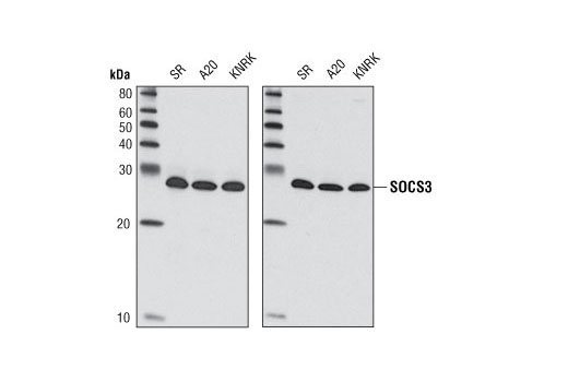 Western blot analysis of extracts from various cell types using SOCS3 (L210) Antibody (left) and SOCS3 Antibody #2923 (right).