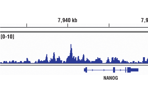 Chromatin immunoprecipitations were performed with cross-linked chromatin from 4 x 10 6 NCCIT cells and 10 μl of Sox2 (D6D9) XP ® Rabbit mAb (ChIP Formulated), using SimpleChIP ® Enzymatic Chromatin IP Kit (Magnetic Beads) #9005. DNA Libraries were prepared from 5 ng enriched ChIP DNA using NEBNext ® Ultra™ II DNA Library Prep Kit for Illumina ® , and sequenced on the Illumina NextSeq. The figure shows binding across Nanog, a known target gene of Sox2. For additional ChIP-seq tracks, please download the product data sheet.