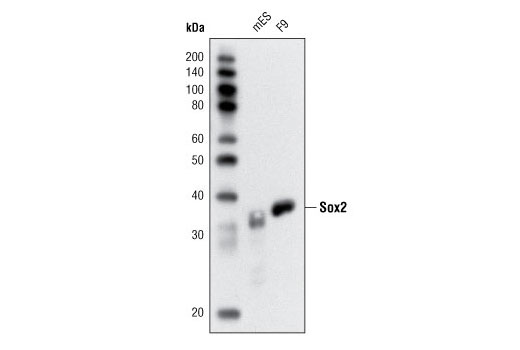 Western blot analysis of extracts from mouse embryonic stem cells (mESCs) and F9 cells using Sox2 (C70B1) Rabbit mAb (IHC Preferred).