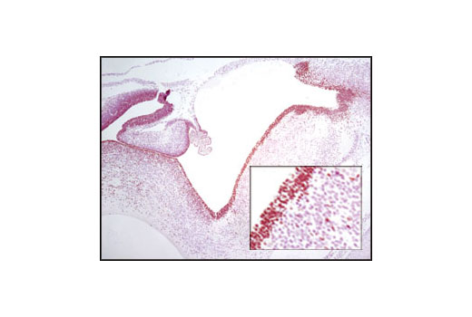Immunohistochemical analysis of paraffin-embedded 14.5 day mouse embryo using Sox2 (C70B1) Rabbit mAb (IHC Preferred). Note staining of ventricular/subventricular zone.