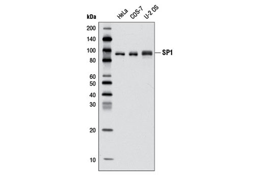 Western blot analysis of extracts from various cell lines using SP1 (D4C3) Rabbit mAb.