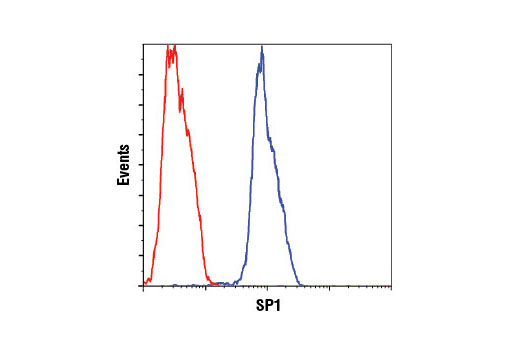 Flow cytometric analysis of HeLa cells using SP1 (D4C3) Rabbit mAb #9389 (blue) compared to concentration matched Rabbit (DA1E) mAb XP ® Isotype Control #3900 (red). Anti-Rabbit IgG (H+L), (F(ab') 2 Fragment (Alexa Fluor 488 Conjugate) #4412 was used as a secondary antibody