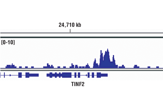 Chromatin immunoprecipitations were performed with cross-linked chromatin from 4 x 10 6 293 cells and 5 μl of SP1 (D4C3) Rabbit mAb, using SimpleChIP ® Enzymatic Chromatin IP Kit (Magnetic Beads) #9005. DNA Libraries were prepared from 5 ng enriched ChIP DNA using NEBNext ® Ultra™ II DNA Library Prep Kit for Illumina ® , and sequenced on the Illumina NextSeq. The figure shows binding across TINF2/TIN2, a known target gene of SP1 (see additional figure containing ChIP-qPCR data). For additional ChIP-seq tracks, please download the product data sheet.