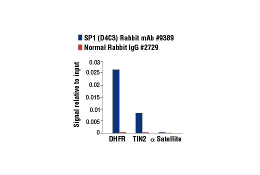 Chromatin immunoprecipitations were performed with cross-linked chromatin from 4 x 10 6 293 cells and either 5 μl of SP1 (D4C3) Rabbit mAb or 2 μl of Normal Rabbit IgG #2729 using SimpleChIP ® Enzymatic Chromatin IP Kit (Magnetic Beads) #9003. The enriched DNA was quantified by real-time PCR using using SimpleChIP ® Human DHFR Intron 1 Primers #7531, human TIN2 intron 1 primers, and SimpleChIP ® Human α Satellite Repeat Primers #4486. The amount of immunoprecipitated DNA in each sample is represented as signal relative to the total amount of input chromatin, which is equivalent to one.