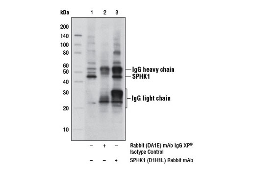 Immunoprecipitation of SPHK1 from HeLa cell extracts using Rabbit (DA1E) mAb IgG XP ® Isotype Control #3900 (lane 2) or SPHK1 (D1H1L) Rabbit mAb (lane 3). Lane 1 is 10% input. Western blot analysis was performed using SPHK1 (D1H1L) Rabbit mAb.