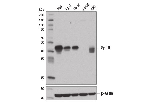 Western blot analysis of extracts from various cell lines using Spi-B (D4V9S) Rabbit mAb (upper) and β-Actin (D6A8) Rabbit mAb #8457 (lower).
