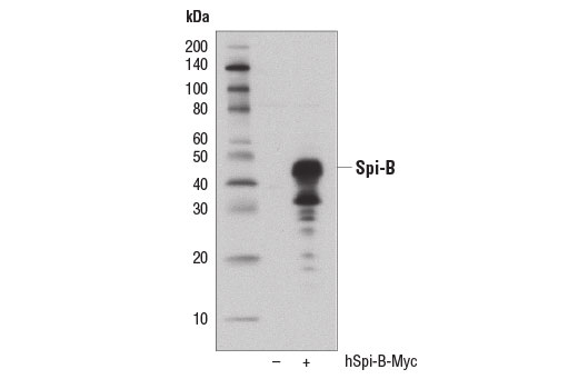 Western blot analysis of extracts from 293T cells, mock transfected (-) or transfected with a construct expressing Myc-tagged full-length human Spi-B (hSpi-B-Myc), using Spi-B (D4V9S) Rabbit mAb.