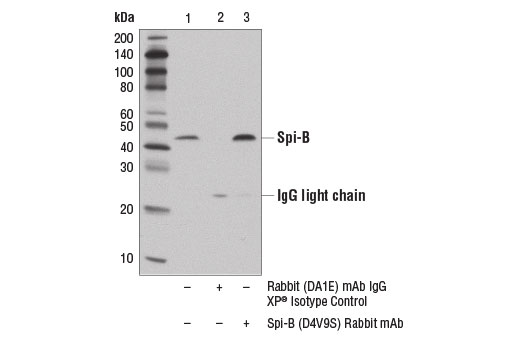 Immunoprecipitation of Spi-B from Raji cell extracts using Rabbit (DA1E) mAb IgG XP ® Isotype Control #3900 (lane 2) or Spi-B (D4V9S) Rabbit mAb (lane 3). Lane 1 is 10% input. Western blot analysis was performed using Spi-B (D4V9S) Rabbit mAb.