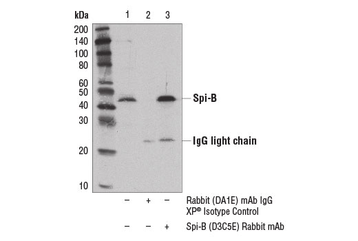 Immunoprecipitation of Spi-B from Raji cell extracts using Rabbit (DA1E) mAb IgG XP ® Isotype Control #3900 (lane 2) or Spi-B (D3C5E) Rabbit mAb (lane 3). Lane 1 is 10% input. Western blot analysis was performed using Spi-B (D4V9S) Rabbit mAb #14337.