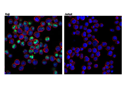 Confocal immunofluorescent analysis of Raji (positive, left) and Jurkat (negative, right) cells using Spi-B (D3C5E) Rabbit mAb (green). Actin filaments were labeled with DyLight ® 554 Phalloidin #13054 (red). Blue pseudocolor = DRAQ5 ® #4084 (fluorescent DNA dye).