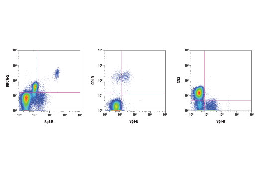 Flow cytometric analysis of human peripheral blood mononuclear cells (PBMCs) using Spi-B (DC35E) Rabbit mAb co-stained with BDCA-2, CD19, and CD3. BDCA-2+ plasmacytoid dendritic cells and CD19+ B cells are positive for Spi-B, whereas CD3+ T cells are negative. Anti-rabbit IgG (H+L), (F(ab')2 ) Fragment (Alexa Fluor ® 488 Conjugate) #4412 was used as a secondary antibody.