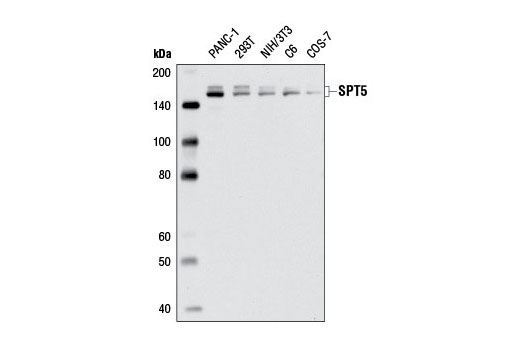 Western blot analysis of extracts from various cell lines using SPT5 Antibody.