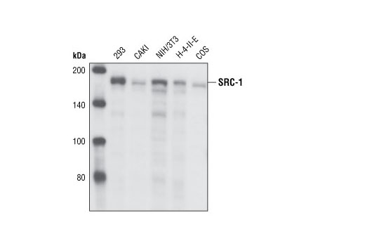 Western blot analysis of cell extracts from various cell types using SRC-1 (128E7) Rabbit mAb.