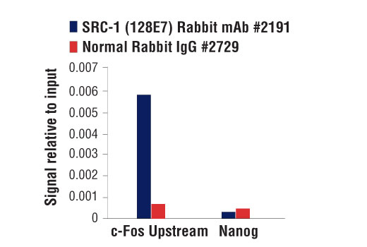 Chromatin immunoprecipitations were performed with cross-linked chromatin from 4 x 10 6 LS180 cells treated with calcitriol (10nM, 3 hours) and either 10 μl of SRC-1 (128E7)) Rabbit mAb or 2 μl of Normal Rabbit IgG #2729 using SimpleChIP ® Enzymatic Chromatin IP Kit (Magnetic Beads) #9003. The enriched DNA was quantified by real-time PCR using SimpleChIP ® Human c-Fos Upstream Primers #25661 and SimpleChIP ® Human Nanog Promoter Primers #95064. The amount of immunoprecipitated DNA in each sample is represented as signal relative to the total amount of input chromatin, which is equivalent to one.