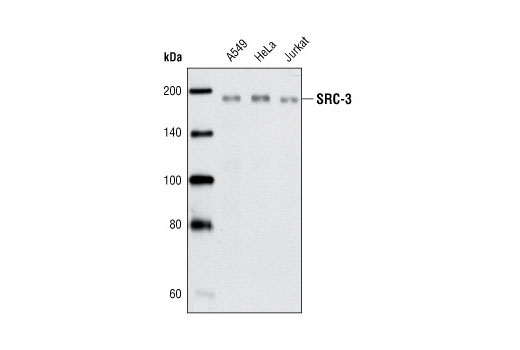 Western blot analysis of cell lysates from A549, HeLa and Jurkat cells using SRC-3 (5E11) Rabbit mAb.