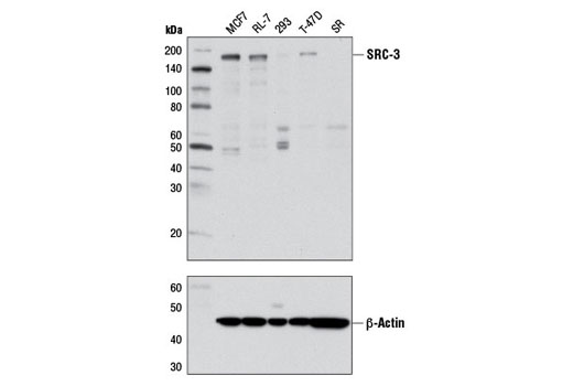 Western blot analysis of extracts from various cell lines using SRC-3 (D1F11) Rabbit mAb (upper) or β-Actin (D6A8) Rabbit mAb #8457 (lower).