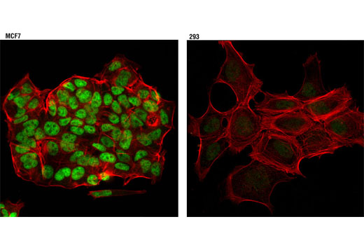 Confocal immunofluorescent analysis of MCF7 (left) and 293 (right) cells using SRC-3 (D1F11) Rabbit mAb (green). Actin filaments were labeled with DY-554 phalloidin (red).