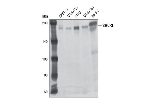 Western blot analysis of cell extracts from various cell lines, using SRC-3 (11B1) Mouse mAb.