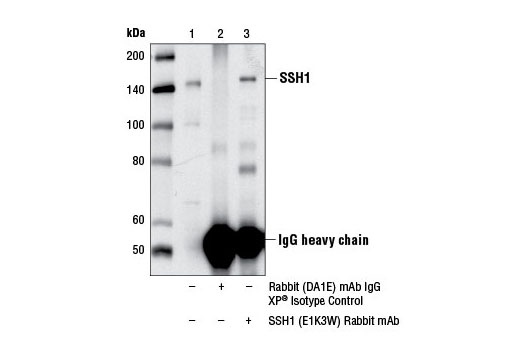 Immunoprecipitation of SSH1 from Jurkat cell extracts. Lane is 10% input, lane 2 is Rabbit (DA1E) mAb IgG XP ® Isotype Control #3900, and lane 3 is SSH1 (E1K3W) Rabbit mAb. Western blot analysis was performed using SSH1 (E1K3W) Rabbit mAb.