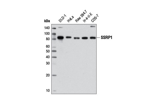 Western blot analysis of extracts from various cell lines using SSRP1 (E1Y8D) Rabbit mAb.