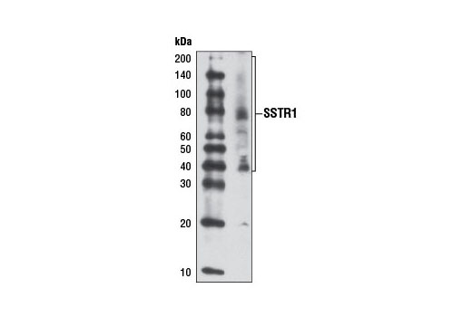Western blot analysis of extract from PC-12 cells using SSTR1 Antibody.