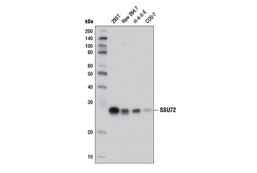 Western blot analysis of extracts from various cell lines using SSU72 (D3I2D) Rabbit mAb.