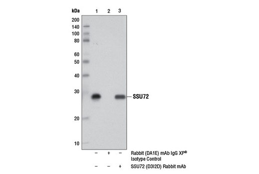 Immunoprecipitation of SSU72 from 293T cell extracts, using Rabbit (DA1E) mAb IgG XP ® Isotype Control #3900 (lane 2) or SSU72 (D3I2D) Rabbit mAb (lane 3). Lane 1 is 10% input. Western blot analysis was performed using SSU72 (D3I2D) Rabbit mAb. Mouse Anti-rabbit IgG (Conformation Specific) (L27A9) mAb #3678 was used as a secondary antibody.