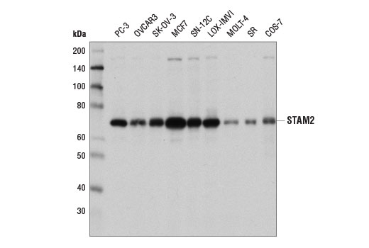 Western blot analysis of extracts from various cell lines using STAM2 Antibody.