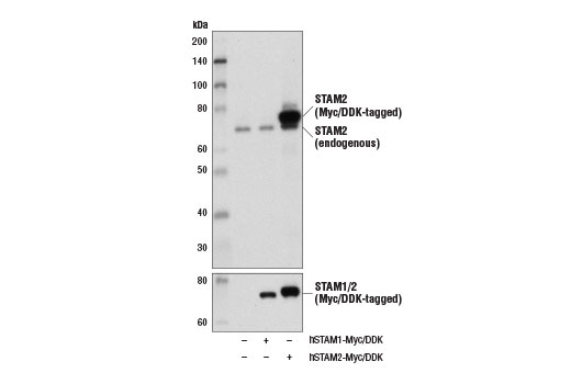 Western blot analysis of extracts from 293T cells, mock transfected (-) or transfected with constructs expressing Myc/DDK-tagged full-length human STAM1 protein (hSTAM1-Myc/DDK; +) or Myc/DDK-tagged full-length human STAM2 protein (hSTAM2-Myc/DDK; +), using STAM2 Antibody (upper) and DYKDDDDK Tag Antibody #2368 (lower).