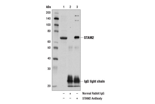 Immunoprecipitation of STAM2 from 293T cell extracts using Normal Rabbit IgG #2729 (lane 2) or STAM2 Antibody (lane 3). Lane 1 is 10% input. Western blot was performed using STAM2 Antibody.