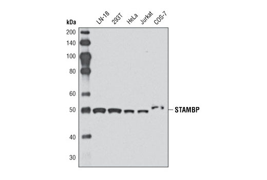 Western blot analysis of extracts from various cell lines using STAMBP Antibody.