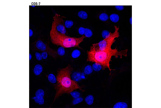 Confocal immunofluorescent analysis of transiently transfected COS-7 cells expressing GST-TRCP1 using GST (26H1) Mouse mAb (Alexa Fluor® 594 Conjugate) (red). Blue pseudocolor = DRAQ5® #4084 (fluorescent DNA dye). Untransfected cells serve as an internal negative control.
