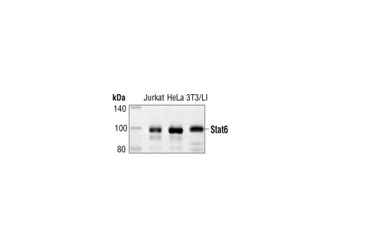 Western blot analysis of extracts from various cell lines, using Stat6 Antibody.