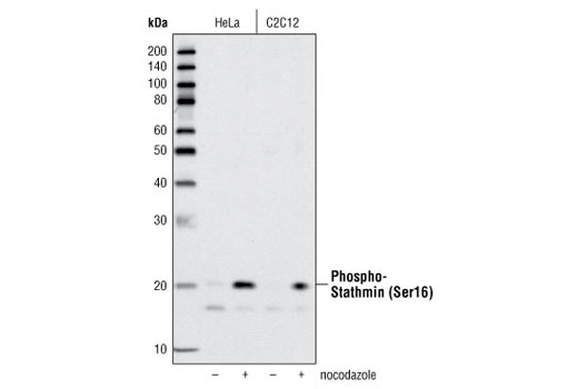 Western blot analysis of extracts from HeLa and C2C12 cells, untreated or nocodazole-treated, using Phospho-Stathmin (Ser16) Antibody.