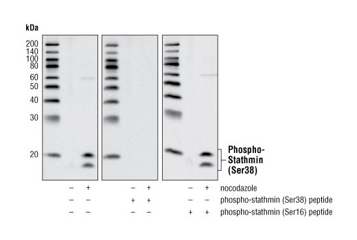 Western blot analysis of extracts from HT-29 cells, untreated or treated with nocodazole for 16 hours at 100 ng/mL and unblocked (left), blocked with phospho-stathmin (Ser38) peptide (middle) or phospho-stathmin (Ser16) peptide (right), using Phospho-Stathmin (Ser38) Antibody.