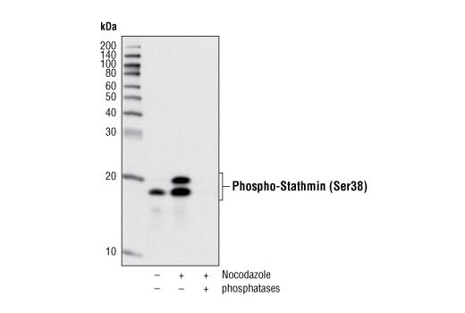 Western blot analysis of extracts from HT-29 cells, untreated or treated with nocodazole alone (100 ng/mL 24 hours) or nocodazole followed by λ and calf intestinal phosphatases, using Phospho-Stathmin (Ser38) (D19H10) Rabbit mAb.