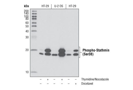 Western blot analysis of extracts from HT-29 and U-2 OS cells, untreated or synchronized in mitosis, using Phospho-Stathmin (Ser38) (D19H10) Rabbit mAb. Mitotic synchrony was performed by using either a thymidine block followed by release into 100 ng/mL nocodazole for 24 hours or using 100 ng/mL Docetaxel #9886 for 24 hours.