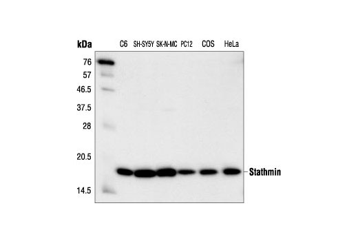 Western blot analysis of extracts from C6, SH-SY5Y, SK-N-MC, PC12, COS and HeLa cells, using Stathmin Antibody.