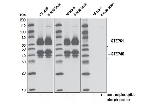 Western blot analysis of extracts from rat brain and mouse brain using Non-phospho-STEP (Ser221) (D74H3) XP ® Rabbit mAb. The nonphospho-specificity of the antibody was verified by preincubating the antibody without peptide, with STEP61 (Ser221) non-phosphopeptide, or with STEP61 (Ser221) phosphopeptide prior to incubation with the membrane.