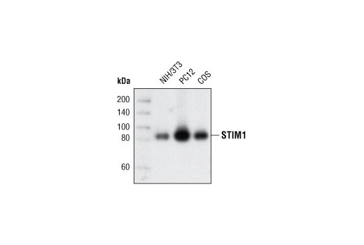 Western blot analysis of extracts from NIH/3T3, PC12 and COS cells using STIM1 Antibody.