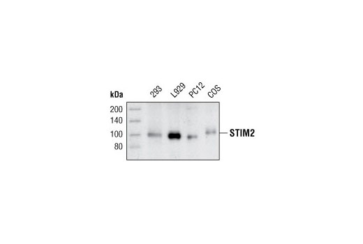 Western blot analysis of extracts from various cell lines using STIM2 Antibody.