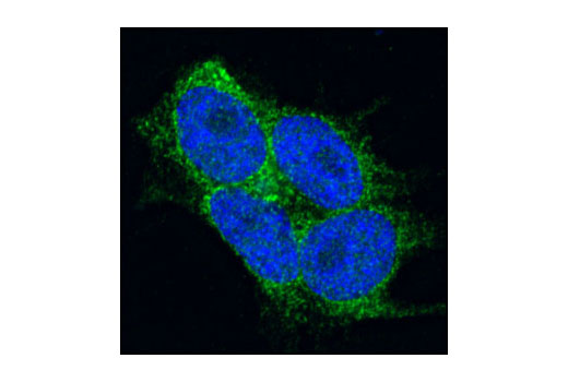 Confocal immunofluorescent analysis of HEK/293 cells using STIM2 Antibody (green). Blue pseudocolor = DRAQ5® #4084 (fluorescent DNA dye).