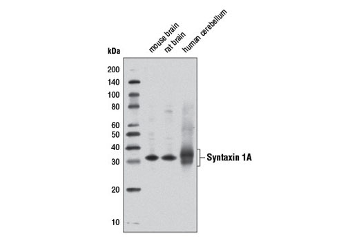 Western blot analysis of extracts from mouse, rat, and human brain using Syntaxin 1A Antibody.