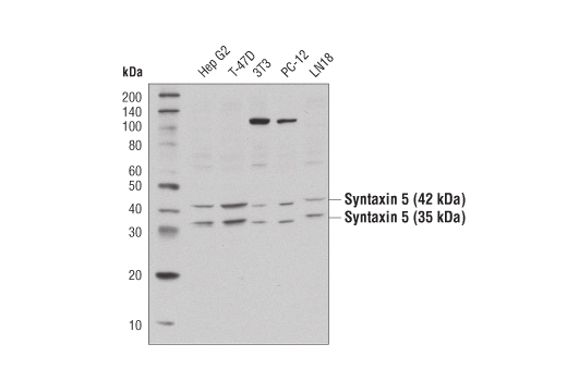 Western blot analysis of extracts from various cell lines using Syntaxin 5 Antibody.