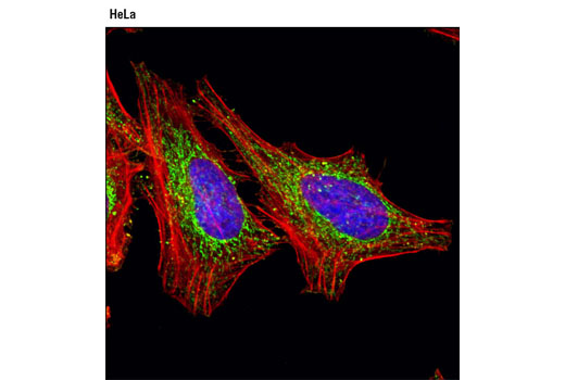 Confocal immunofluorescent analysis of HeLa cells using Succinyl-CoA Synthetase (D8A11) Rabbit mAb (green). Actin filaments were labeled with DY-554 phalloidin. Blue pseudocolor = DRAQ5 ® #4084 (fluorescent DNA dye).