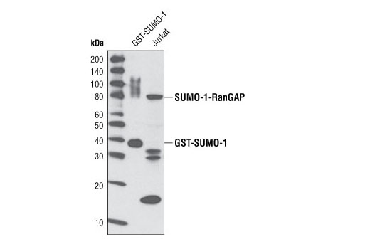 Western blot analysis of recombinant GST-SUMO-1 protein (38 kDa) and extracts from Jurkat cells using SUMO-1 (C9H1) Rabbit mAb.