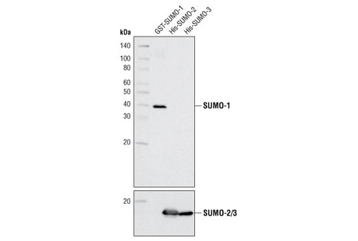 Western blot analysis of recombinant GST-SUMO-1 protein, His-SUMO-2 and His-SUMO-3 using SUMO-1 (2A12) Mouse mAb (upper) and SUMO-2/3 (18H8) Rabbit mAb #4971 (lower).