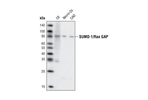 Western blot analysis of extracts from C6, Neuro-2a and CAD cells using SUMO-1 (2A12) Mouse mAb.