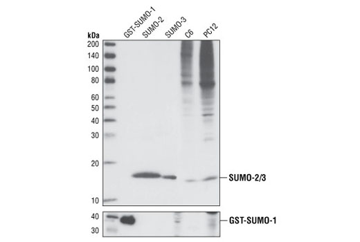 Western blot analysis of recombinant GST-SUMO-1 protein (38 kDa), recombinant SUMO-2, recombinant SUMO-3, and extracts from C6 and PC12 cells, using SUMO-2/3 (18H8) Rabbit mAb (upper) and SUMO-1 Antibody #4930 (lower).